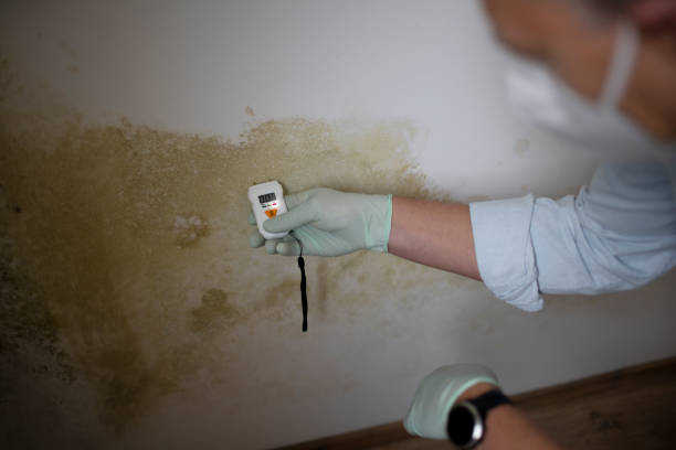 Office Mold Removal Services in Fort Wright, KY