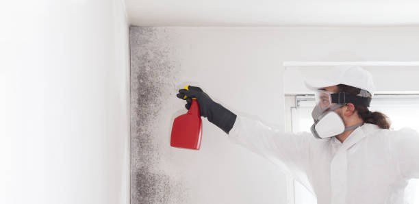 Best Attic Mold Removal  in Fort Wright, KY