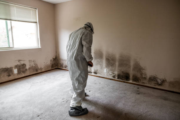 Mold Removal and Inspection in Fort Wright, KY
